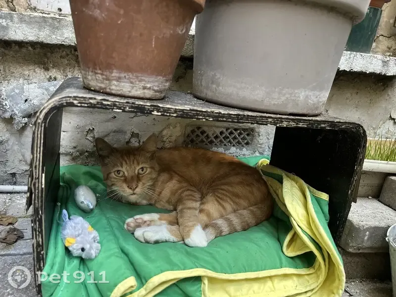 Chat roux trouvé, tatoué, rue des Dames - photo
