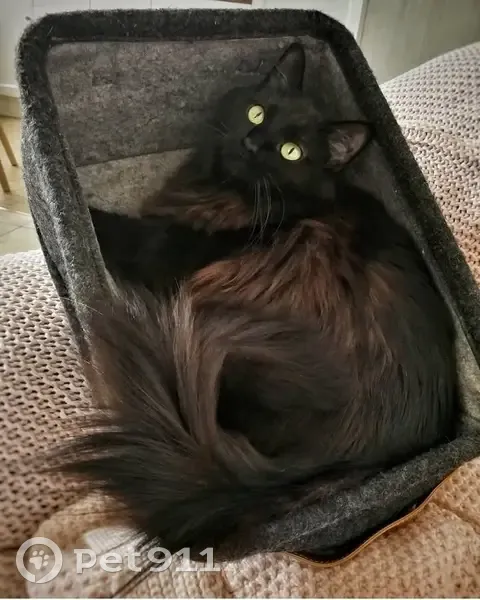 Chatte noire disparue à Clermont-Ferrand - photo