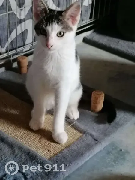 Chat perdu près du stade, Le Thillay - photo