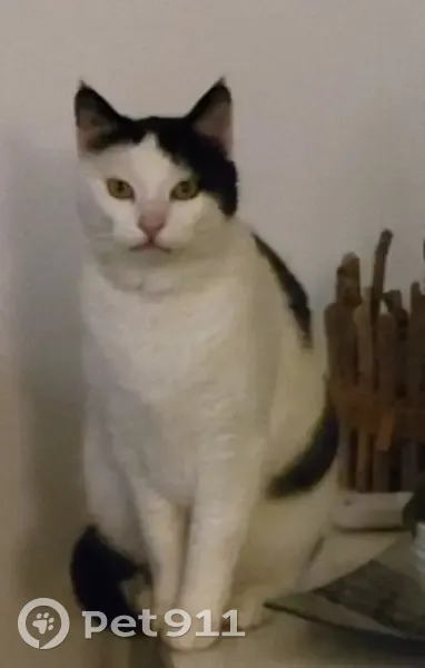 Chatte blanche/noire perdue, Rives - photo