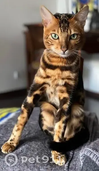 Bengal 2 ans perdu Rue Diderot, Issy - photo