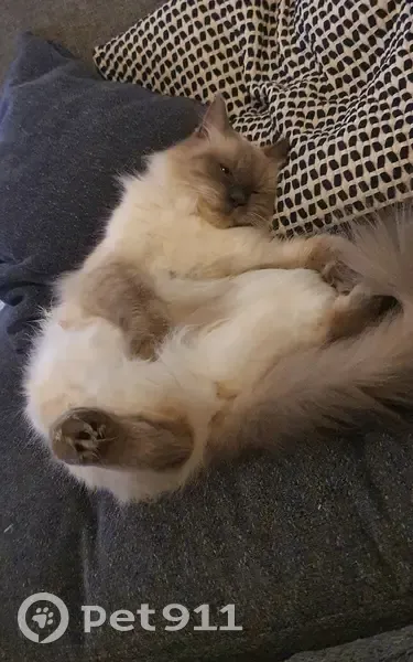 Chatte Sacrée de Birmanie perdue à Montpellier - photo