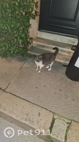 Chat gris et blanc trouvé rue Naujac - photo