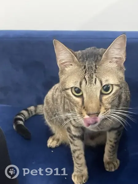 Lost Brown Savannah Cat in Toronto - photo