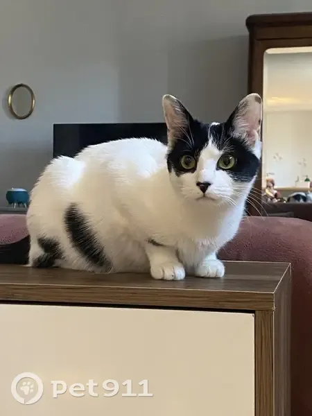 Chat perdu : Pêche, 1 an, rue Legouz Dijon - photo