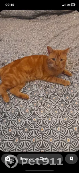 Chat perdu à Ingré depuis le 25/11/2024 - photo