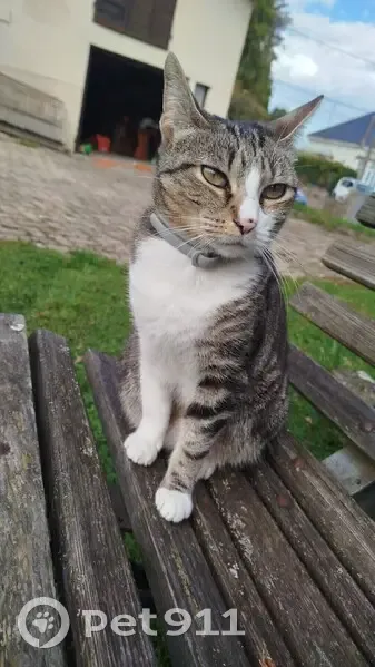 Minette disparue à Étupes, Rue Rougeau - photo