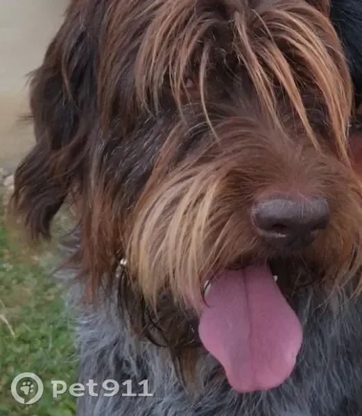 Chien disparu Garçon (fl536727) - photo