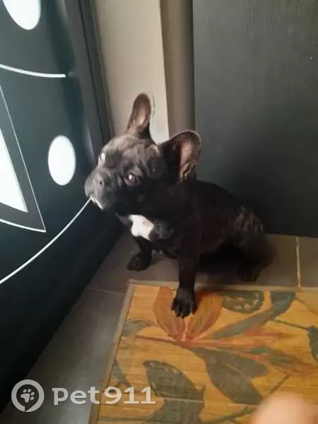 Bouledogue bringé perdu, collier violet - photo