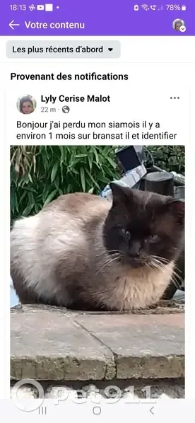 Siamois 6 ans perdu à Bransat - photo