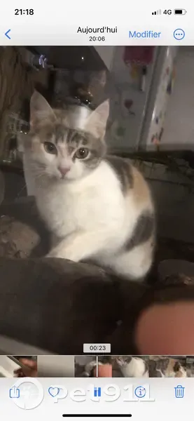 Chatte trouvée craintive à Claret - photo