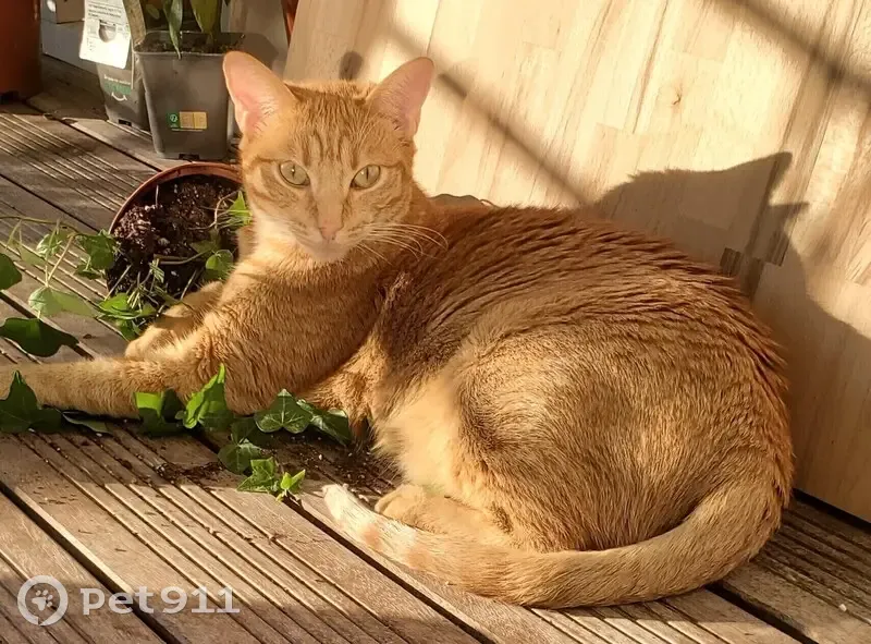 Chat roux disparu à Montrouge - photo