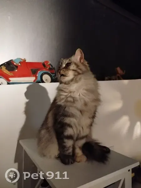 Chat trouvé : patte avant droite foncée - photo