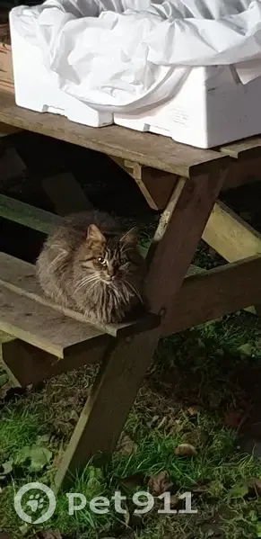 Chat trouvé, tigré, St-André-lez-Lille - photo
