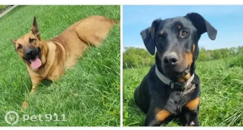 Chiens Rasto et Rosko perdus en Bretagne - photo
