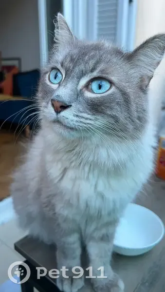 Chat perdu blanc/gris yeux bleus Nice - photo