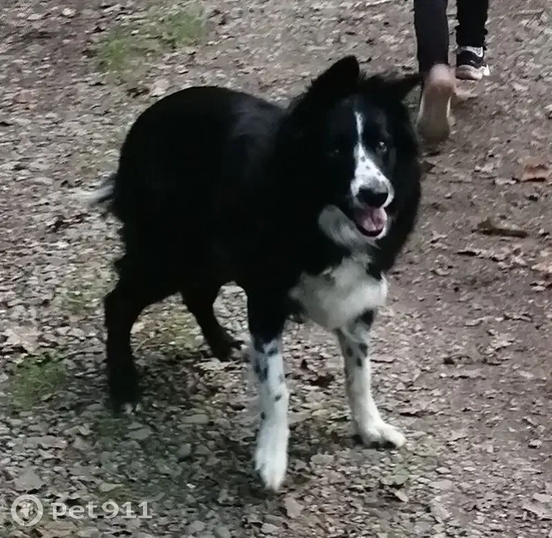 Border collie perdue à Brest, recherches en cours - photo