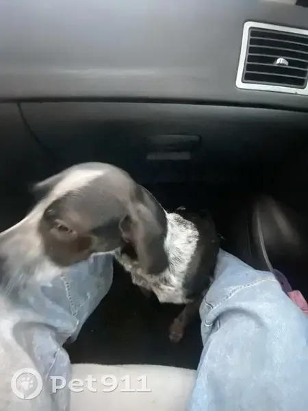 Jeune chienne épagneul trouvée au Ham - photo