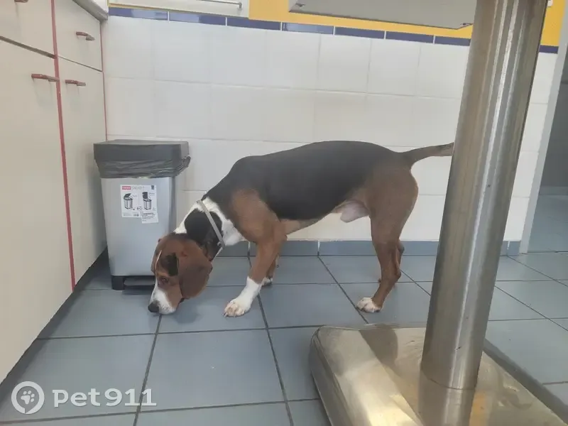 Chien croisé mâle trouvé, Rue du Cloître - photo