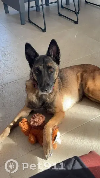 Chien disparu : Jessy, malinoise craintive - photo