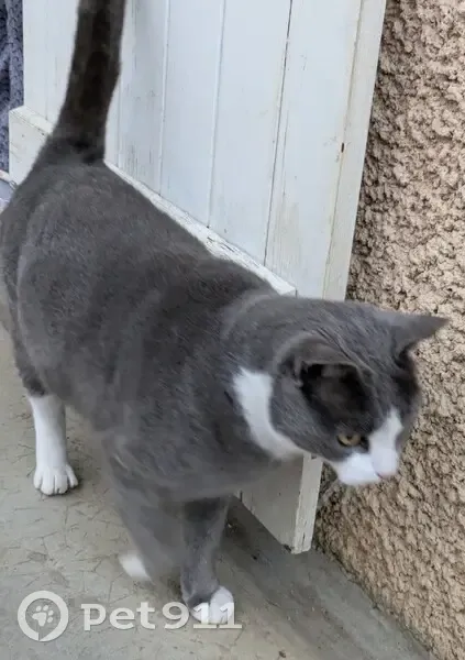 Chat gris-blanc trouvé près école Montvallon - photo