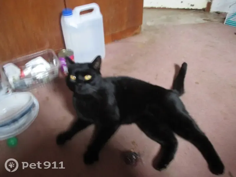Chat noir trouvé à Épeigné-sur-Dême - photo