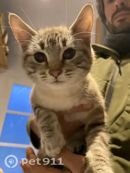 Chaton mâle trouvé Route de Dupouy - photo