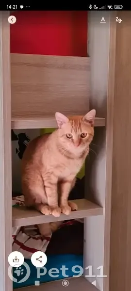 Chat roux tigré disparu à Perpignan - photo
