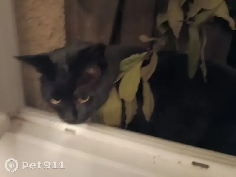 Gros chat noir trouvé à Vétheuil - photo