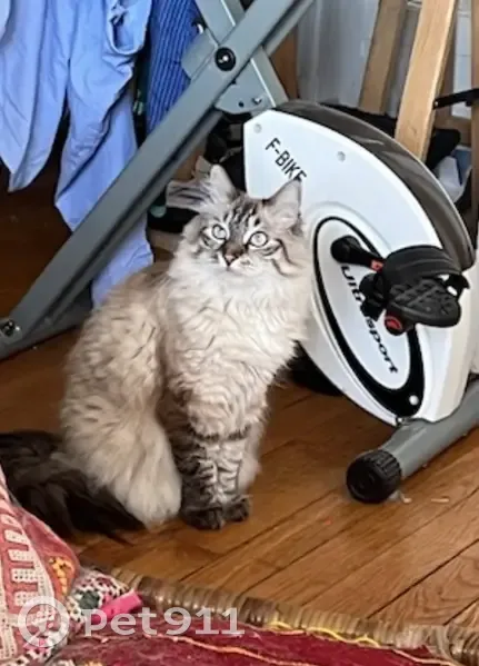 Chat Sibérien perdu à Paris 20e - photo