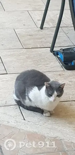 Chat européen blanc/gris trouvé à Antibes - photo