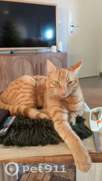 Chat roux trouvé près de la gare d'Angers - photo