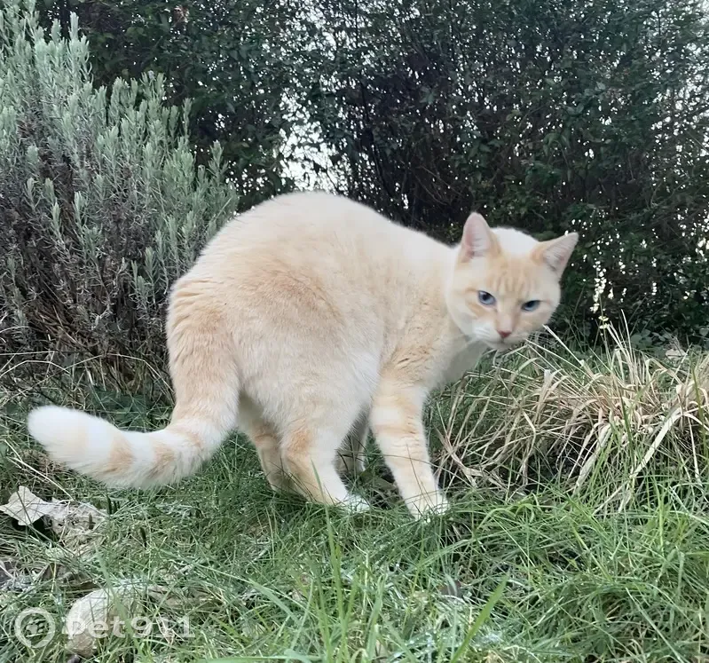 Chat siamois mâle perdu à Quimper - photo