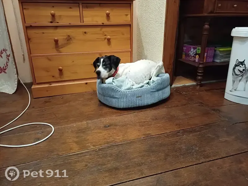 Chienne pointer 14 ans disparue à Monein - photo