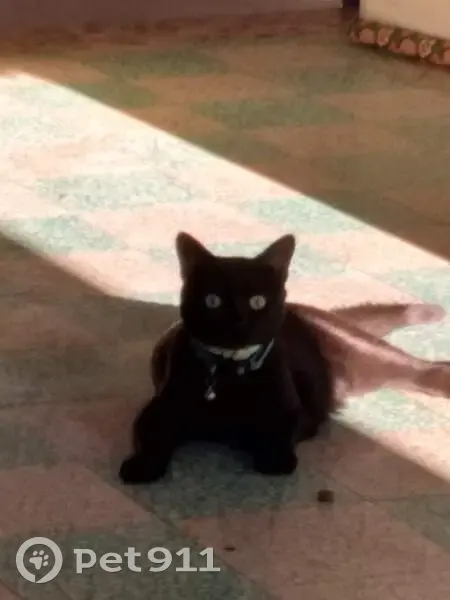 Chatte noire disparue à Néfiach - photo