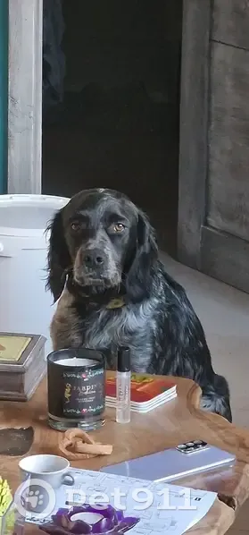 Chien perdu à Scolca depuis le 8/12 - photo
