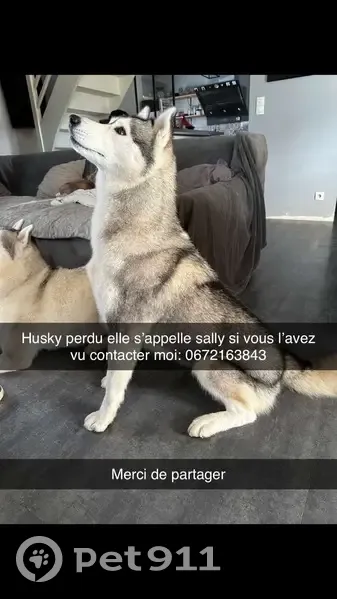 Husky perdu à Bogard, Hénon - photo