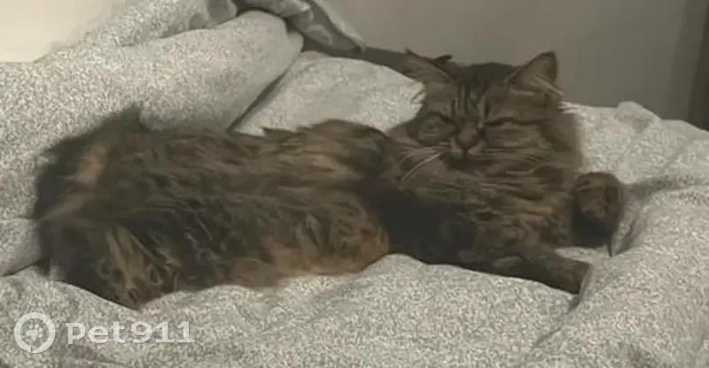 Chatte tigrée 4 ans perdue à Montélier - photo