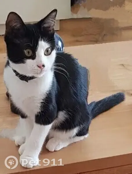 Chat européen noir et blanc disparu - photo