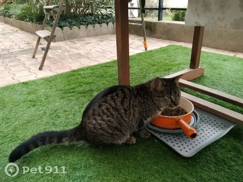 Jeune chat mâle tigré trouvé à St-Clair - photo