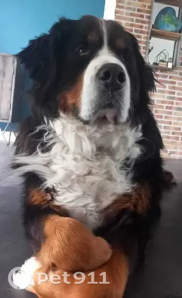Bouvier bernois perdu à Sommaing - photo