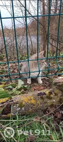 Chat aperçu au parc de Miribel le 12/12/24 - photo