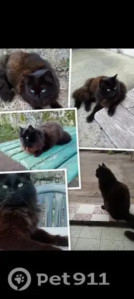 Chat noir perdu à Montrevault-sur-Èvre - photo
