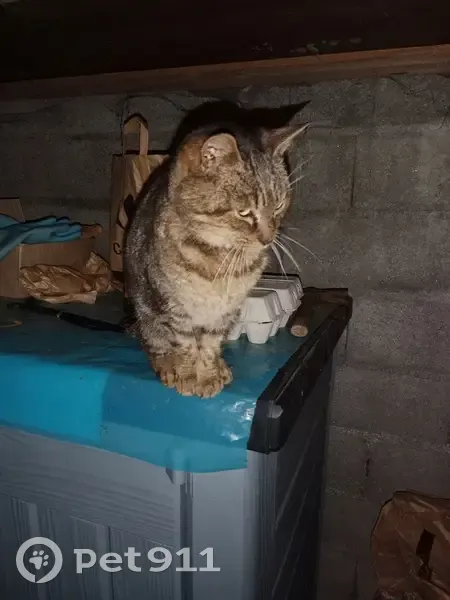 Chatte tigrée trouvée à Tréglamus - photo