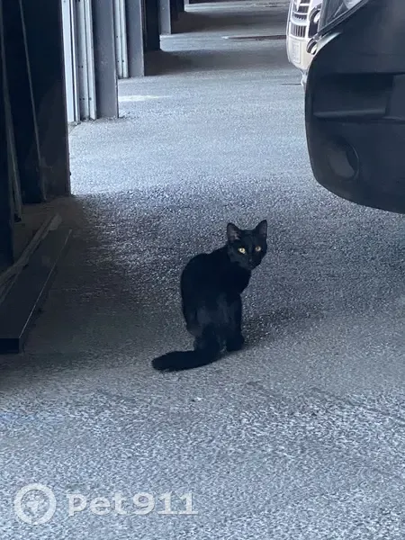 Chat noir trouvé, apeuré et affamé - photo
