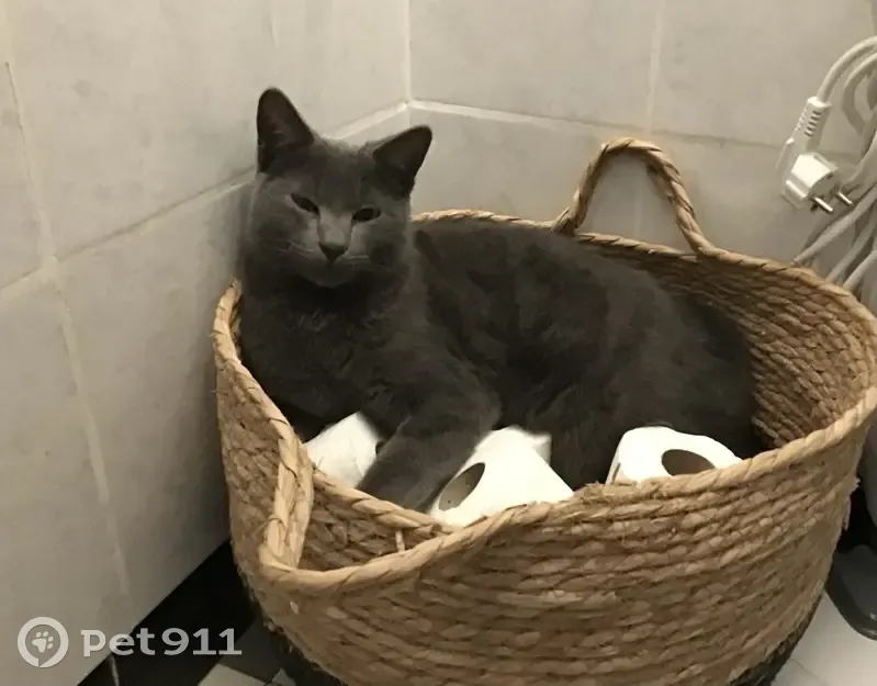Chat perdu, 7 mois, sociable, Les Martres - photo