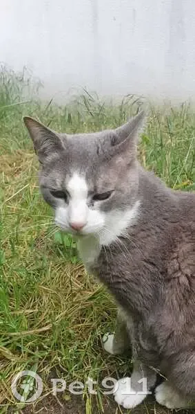 Chatte grise 16 ans disparue à Gradignan - photo