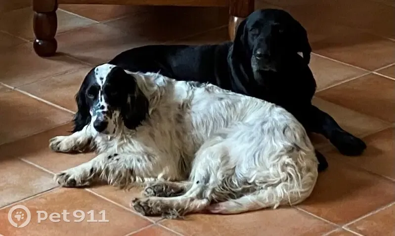 Chienne setter sourde volée à Cavaillon - photo