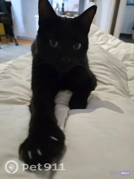 Chat noir perdu, queue courte, Vannes - photo