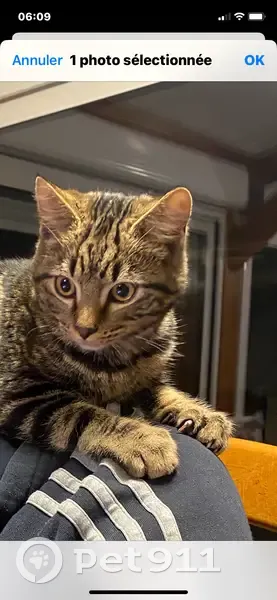 Chat disparu Garçon, Gargenville (fl536973) - photo